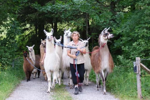 Lamatrekking – Bild 2